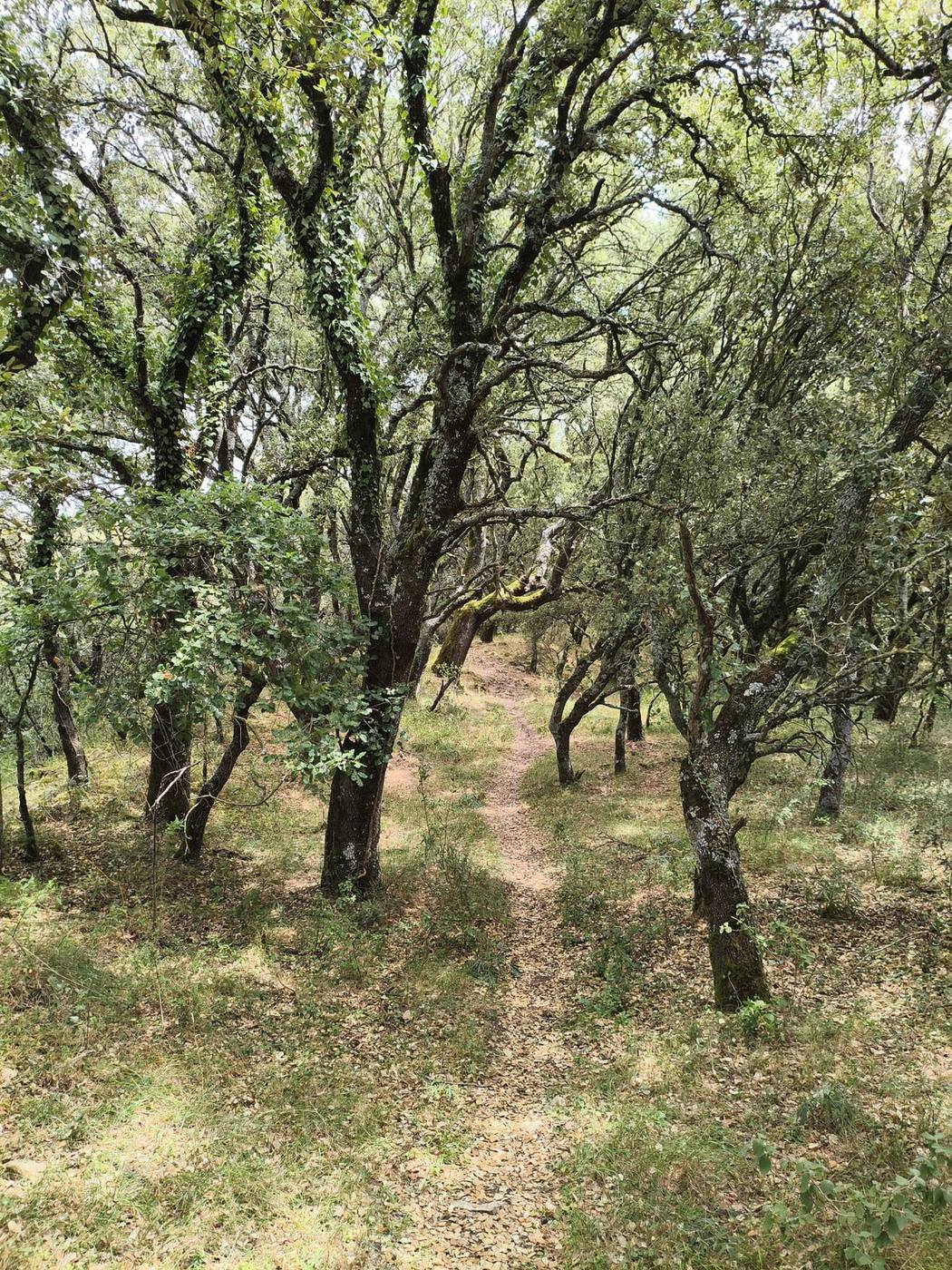 Alto de la Cruz への登りに広がるトキワガシの森（ナバーラ）