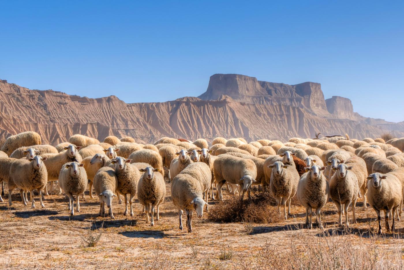 Parque Natural de las Bardenas Reales, Navarra