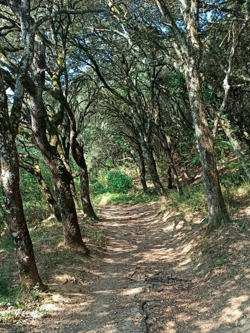 Entorno natural de Ariz, Navarra, junto a la casa rural TTipiaenea