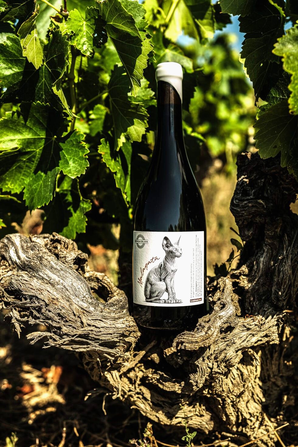 Cata de vinos de Bodega Eslava en Navarra