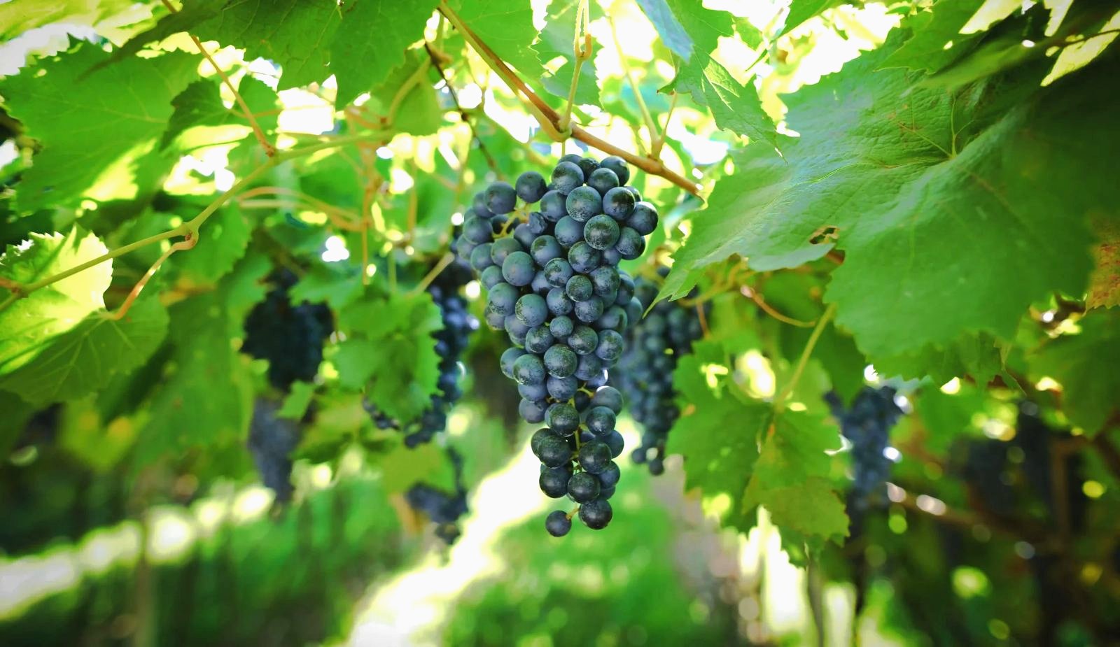 Paisaje del vino en Navarra, tierra de la D.O. Navarra
