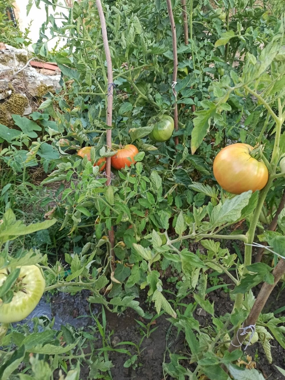 Huerto de temporada de la casa rural TTipiaenea en Ariz