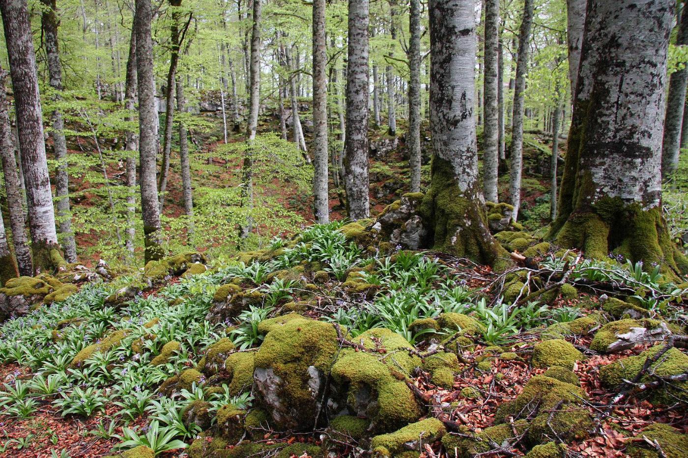 Interior de la Selva de Irati, hayedo pirenaico de Navarra