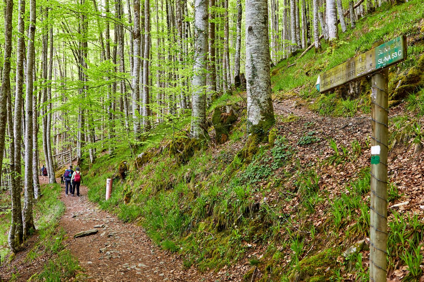Llegada a la Selva de Irati, Navarra