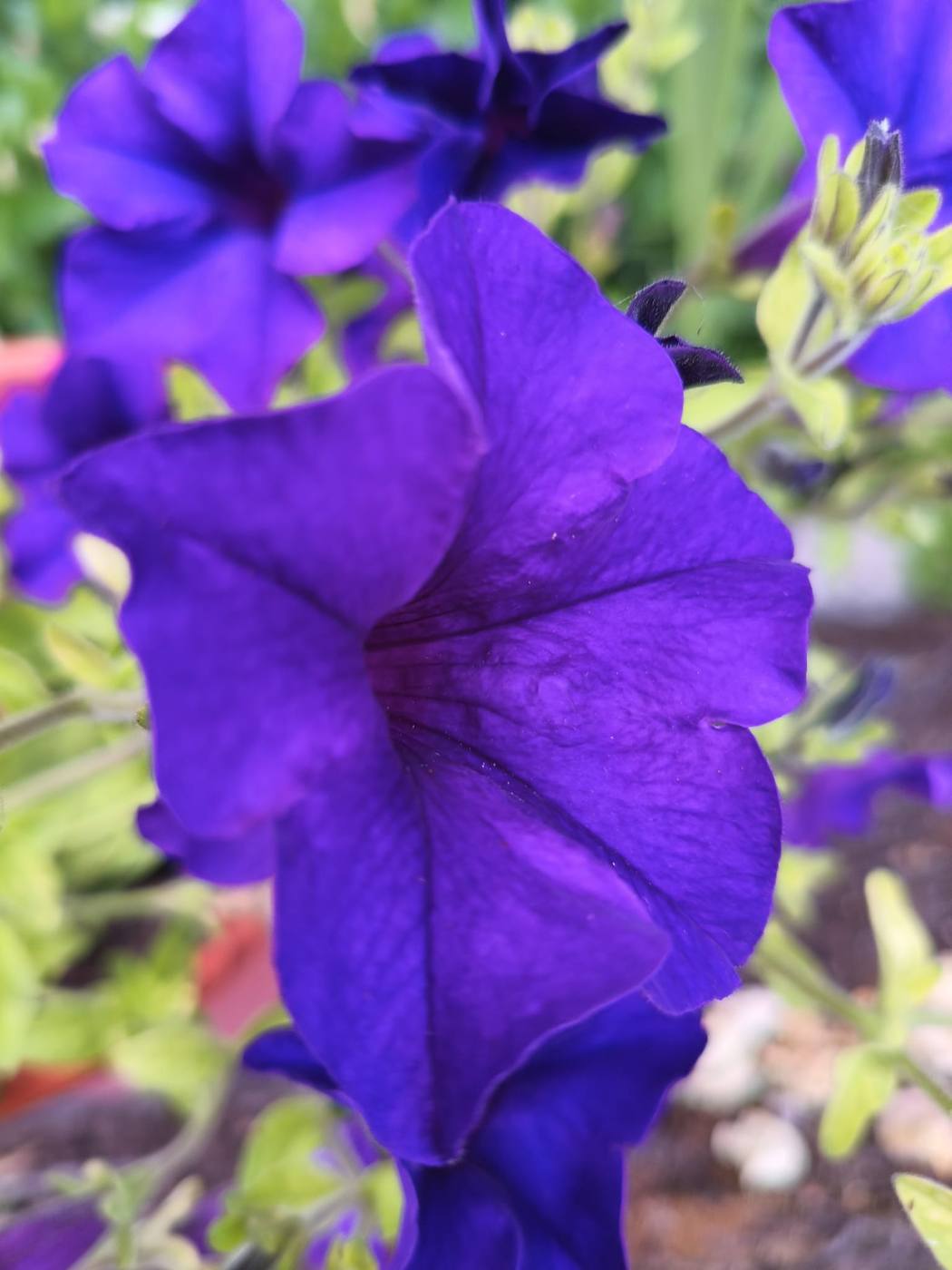 Petunia en el jardín de la casa rural TTipiaenea (Ariz, Navarra)