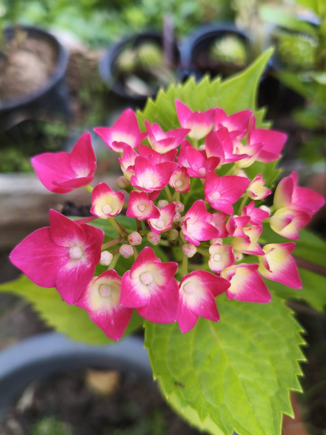 Hortensia en el jardín de la casa rural TTipiaenea (Ariz, Navarra)