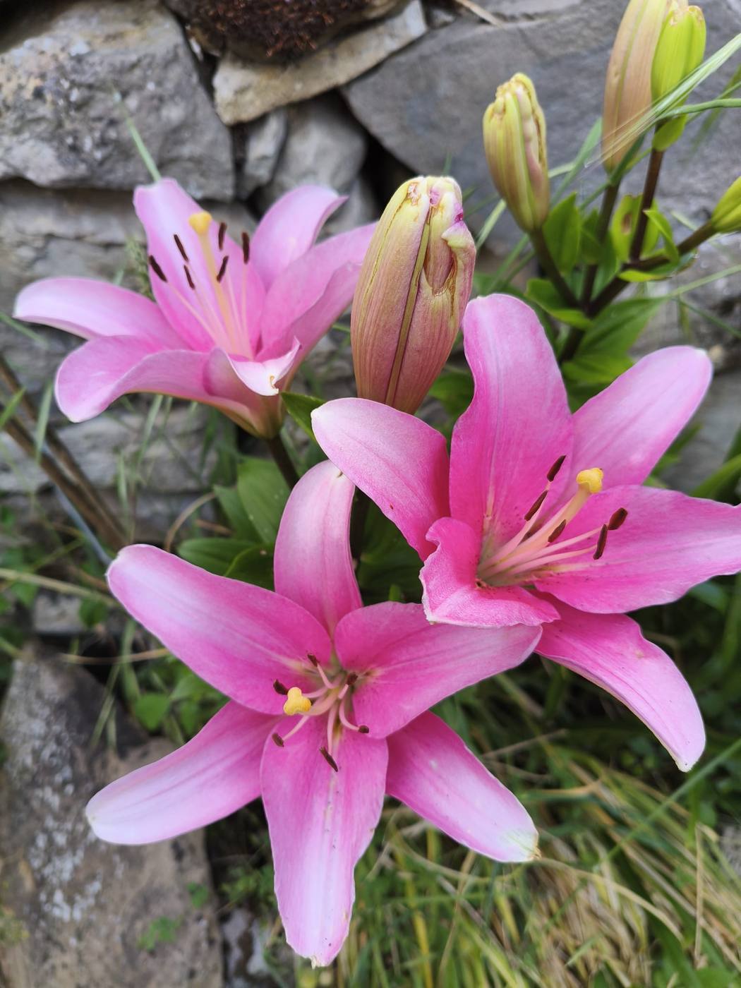Lirios en el jardín de la casa rural TTipiaenea (Ariz, Navarra)