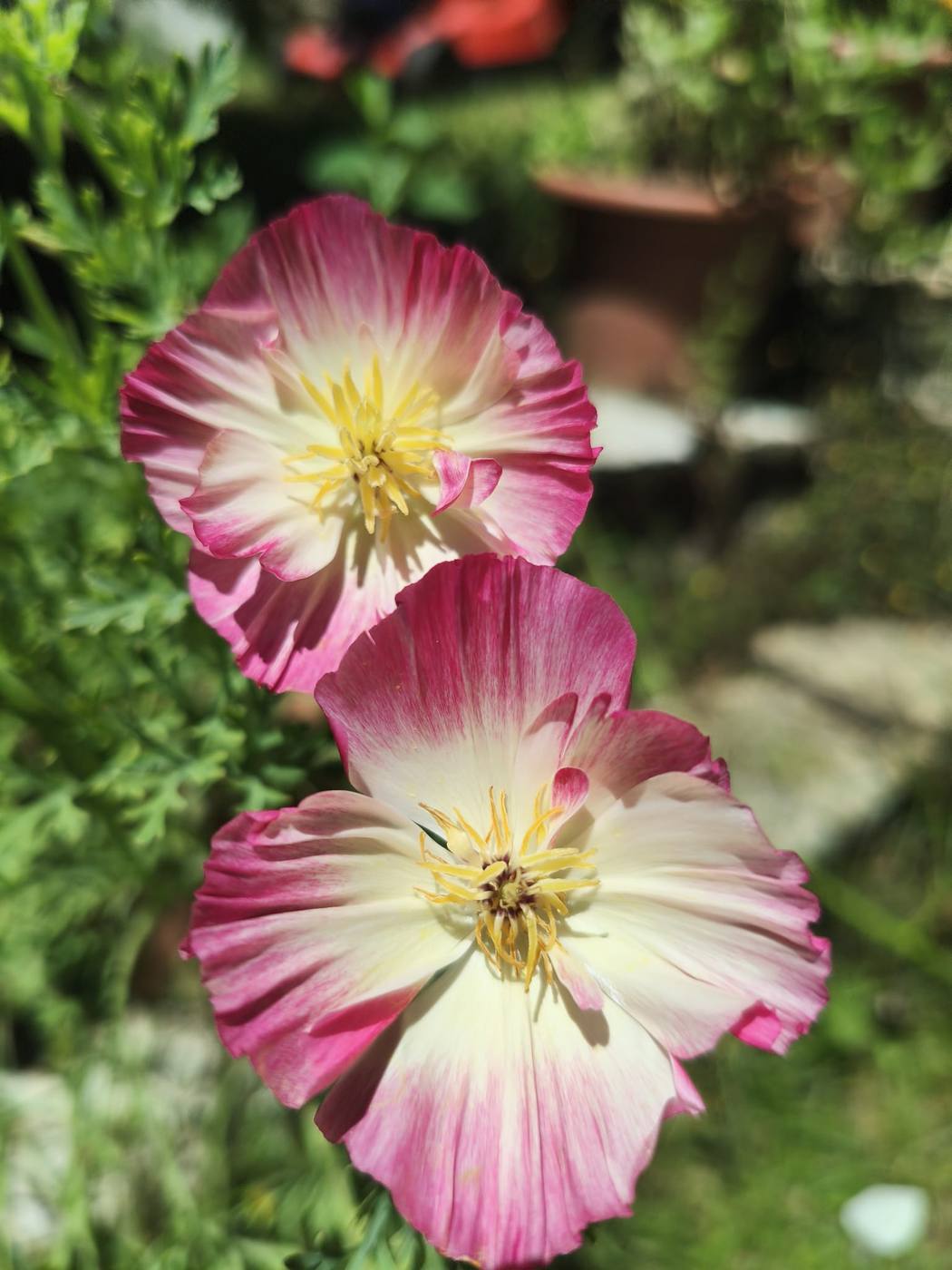 Cosmos rosa en el jardín de la casa rural TTipiaenea (Ariz, Navarra)