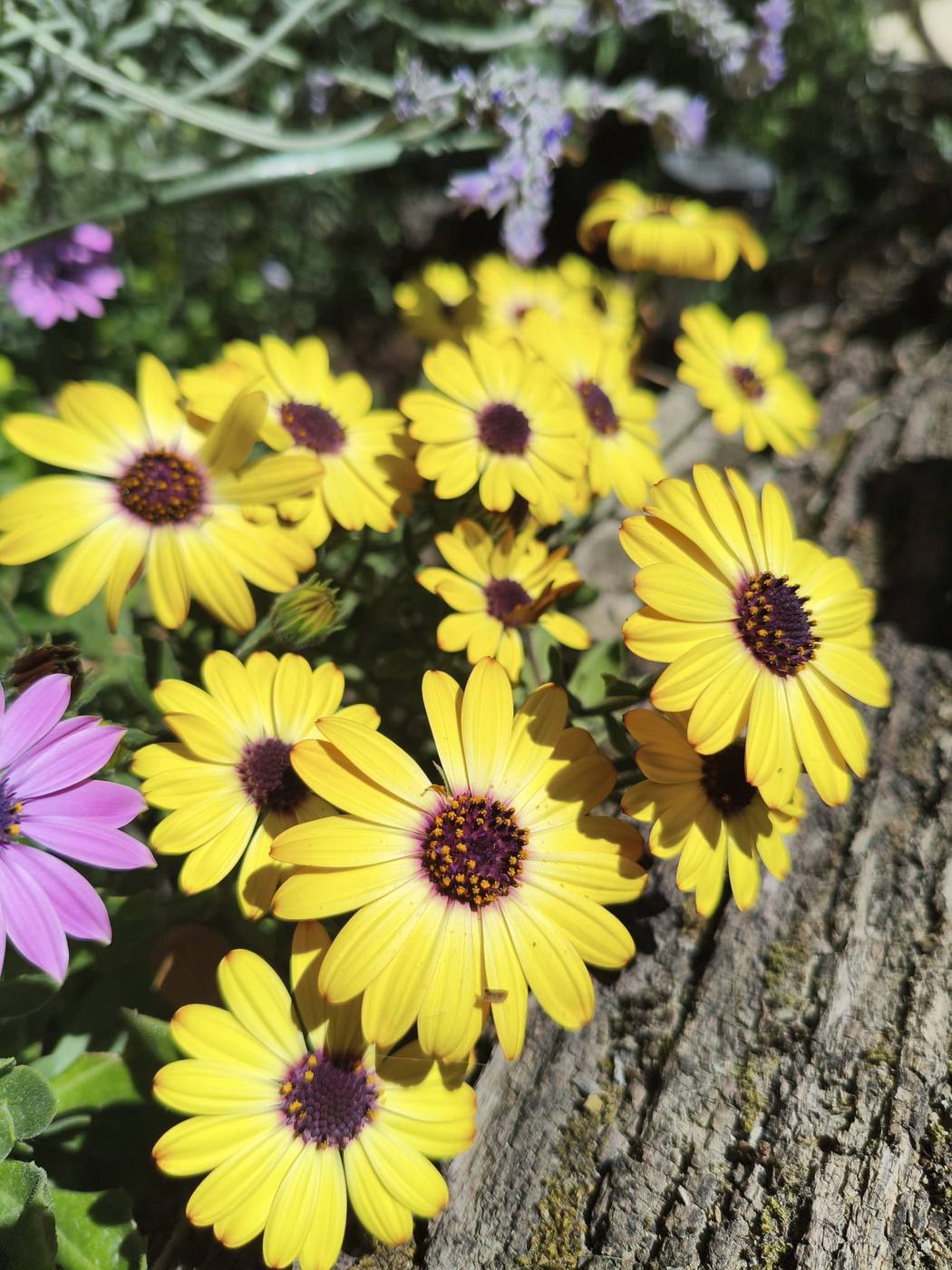 Dimorfotecas amarillas en el jardín de la casa rural TTipiaenea (Ariz, Navarra)