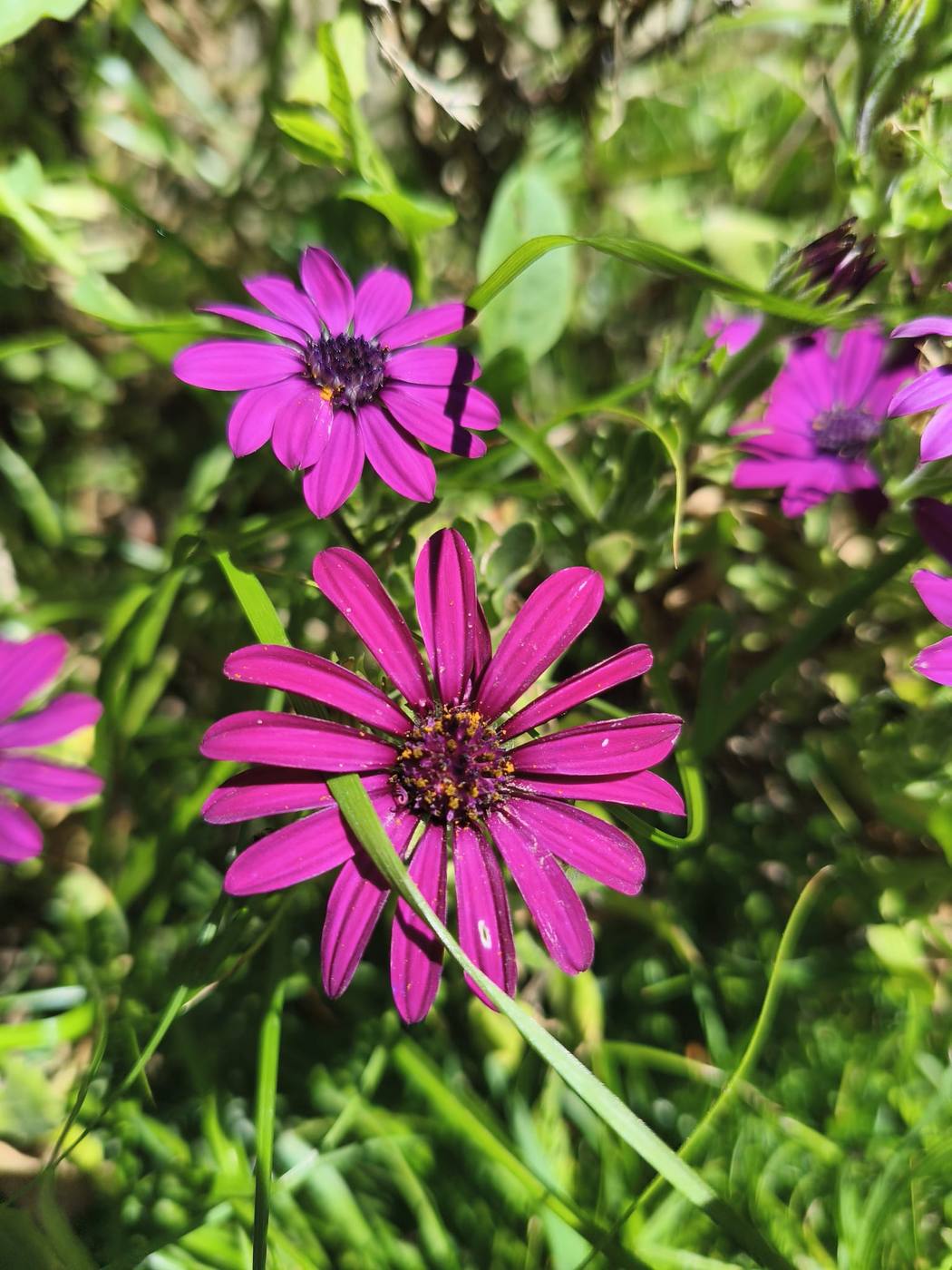 Dimorfoteca fucsia en el jardín de la casa rural TTipiaenea (Ariz, Navarra)