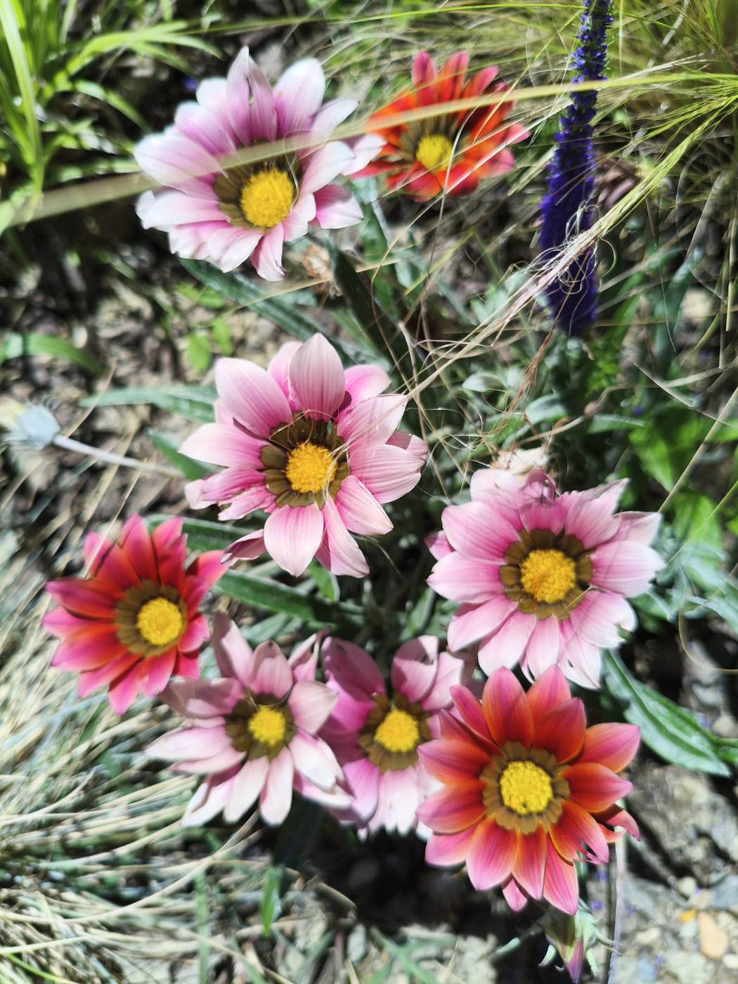 Gazanias en el jardín de la casa rural TTipiaenea (Ariz, Navarra)