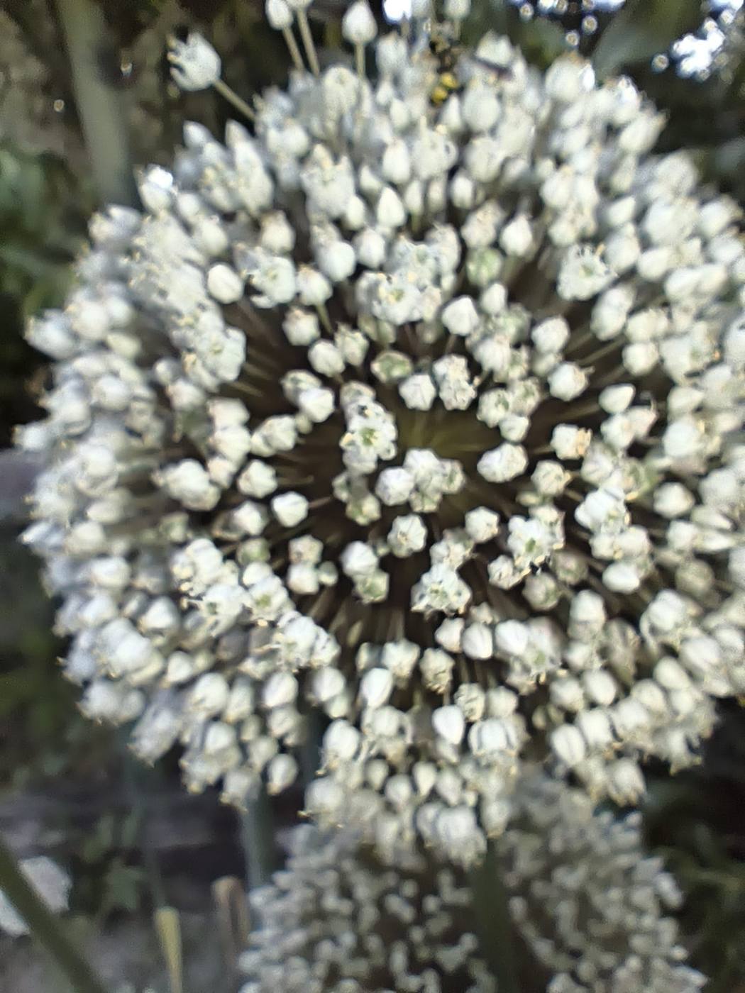 Puerro en flor en el jardín de la casa rural TTipiaenea (Ariz, Navarra)