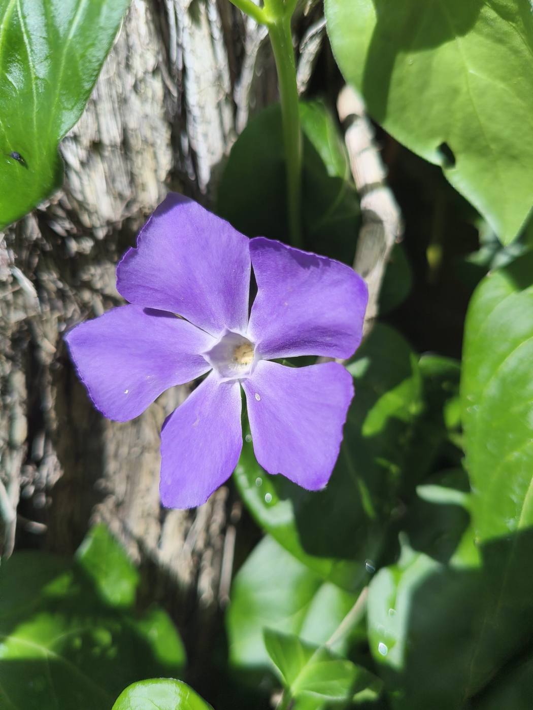 Vincapervinca en el jardín de la casa rural TTipiaenea (Ariz, Navarra)