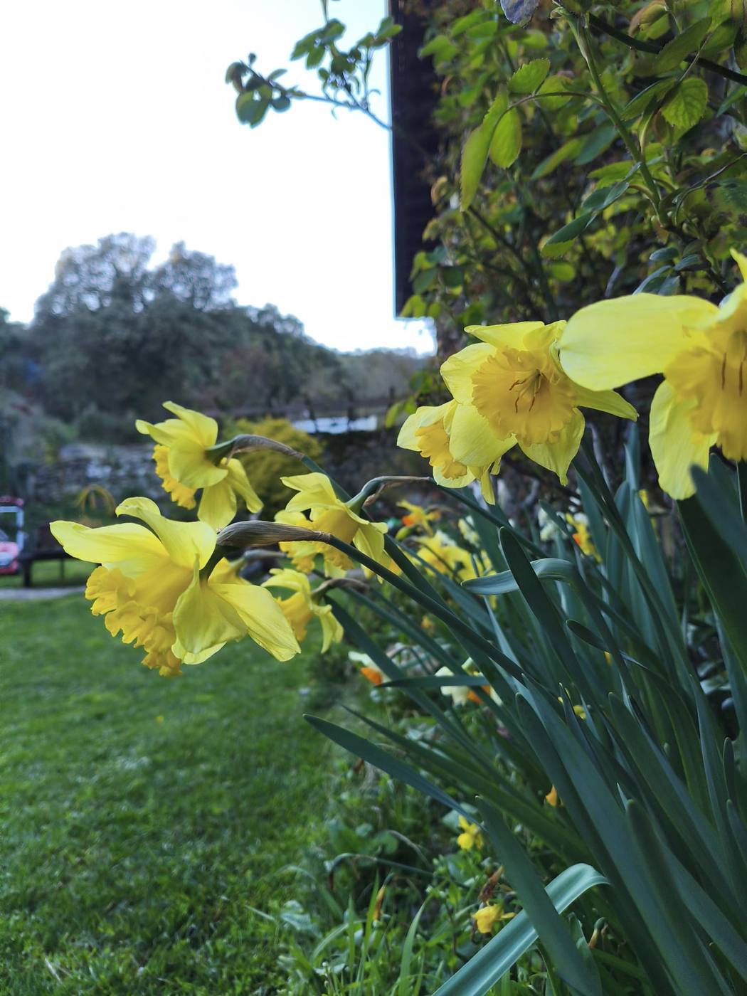 Narcisos en el jardín de la casa rural TTipiaenea (Ariz, Navarra)