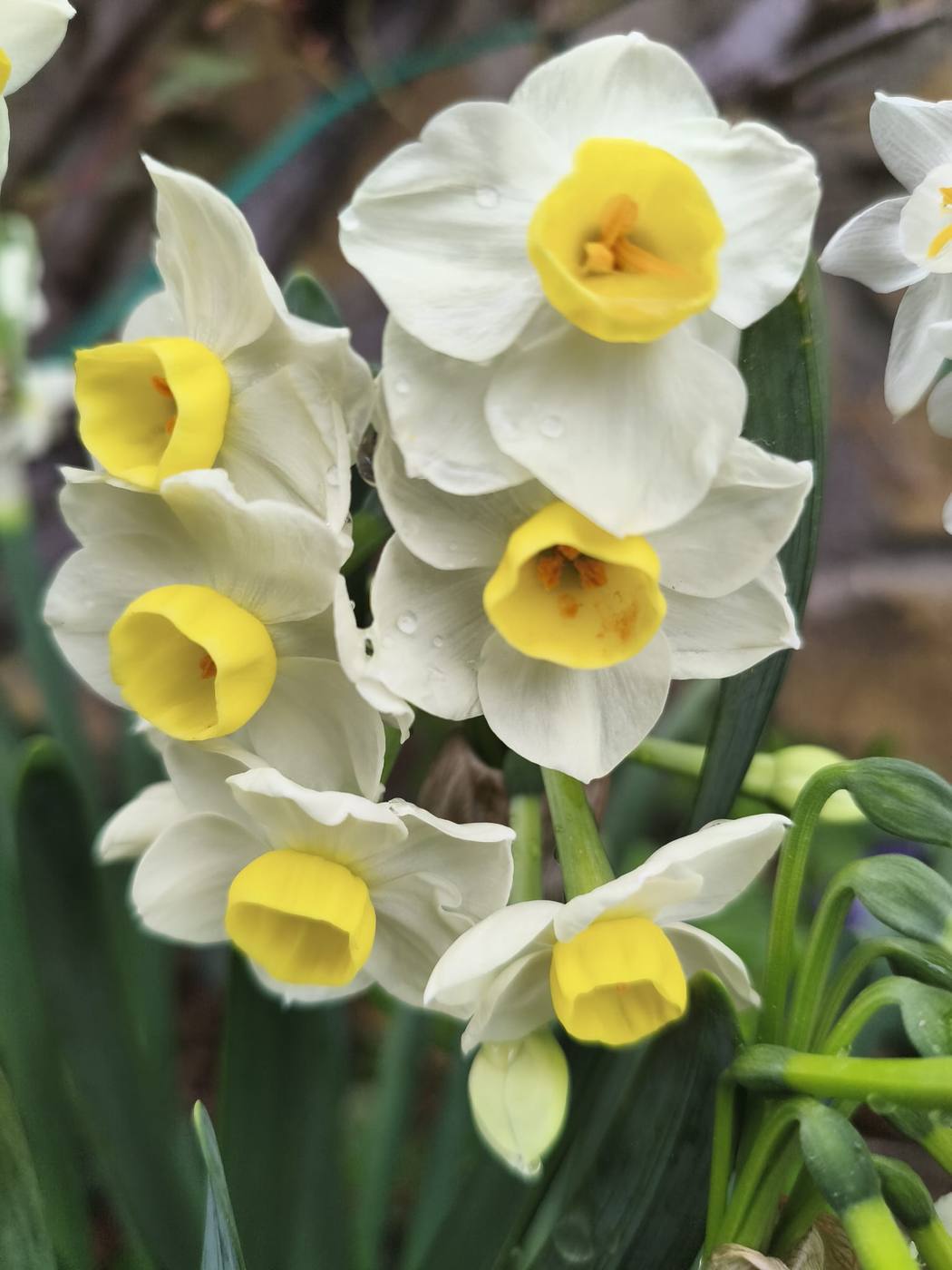 Narcisos blancos en el jardín de la casa rural TTipiaenea (Ariz, Navarra)