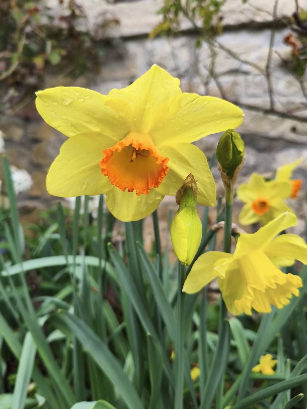 Narciso de trompeta en el jardín de la casa rural TTipiaenea (Ariz, Navarra)