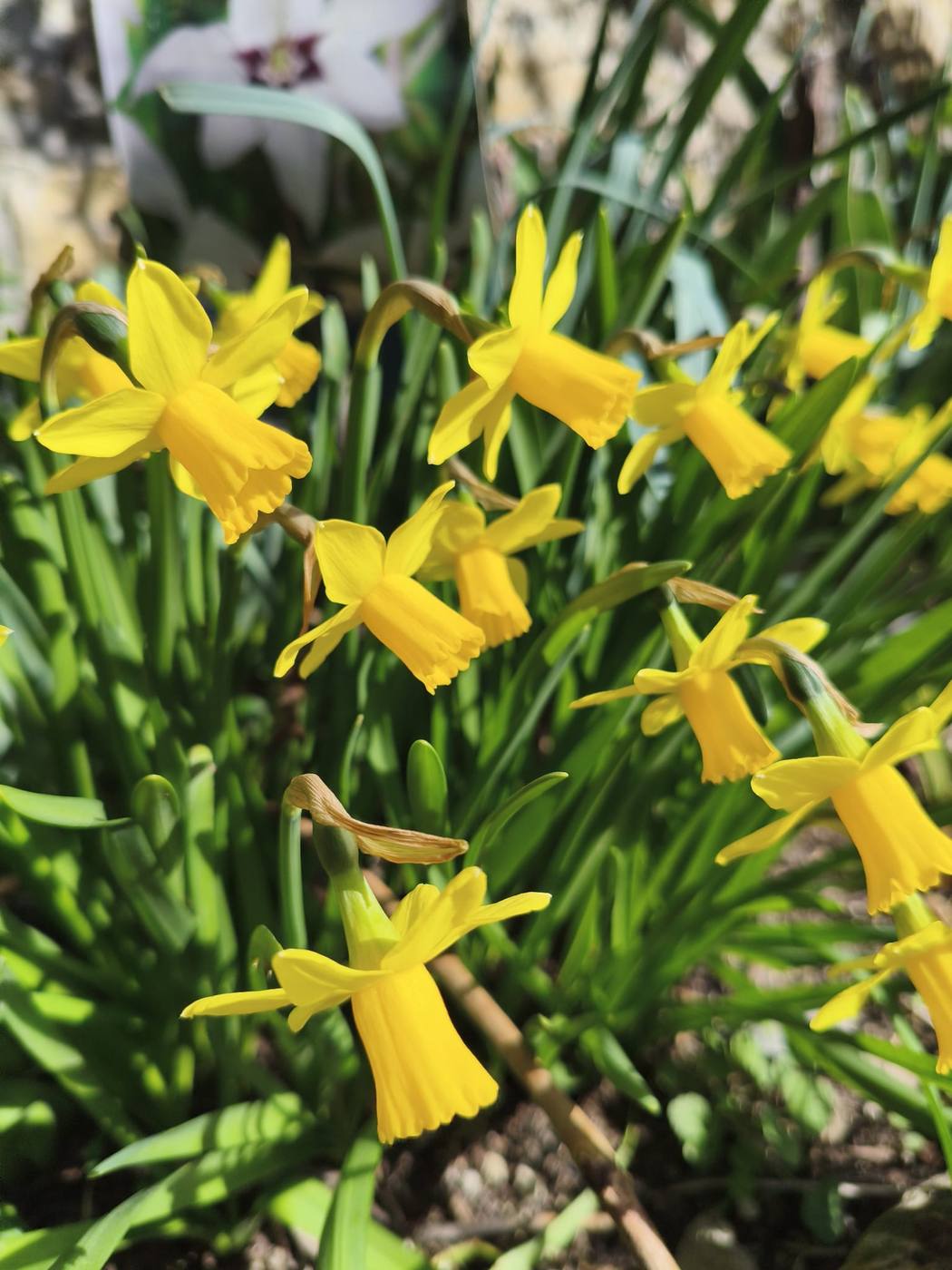 Narcisos pequeños en el jardín de la casa rural TTipiaenea (Ariz, Navarra)