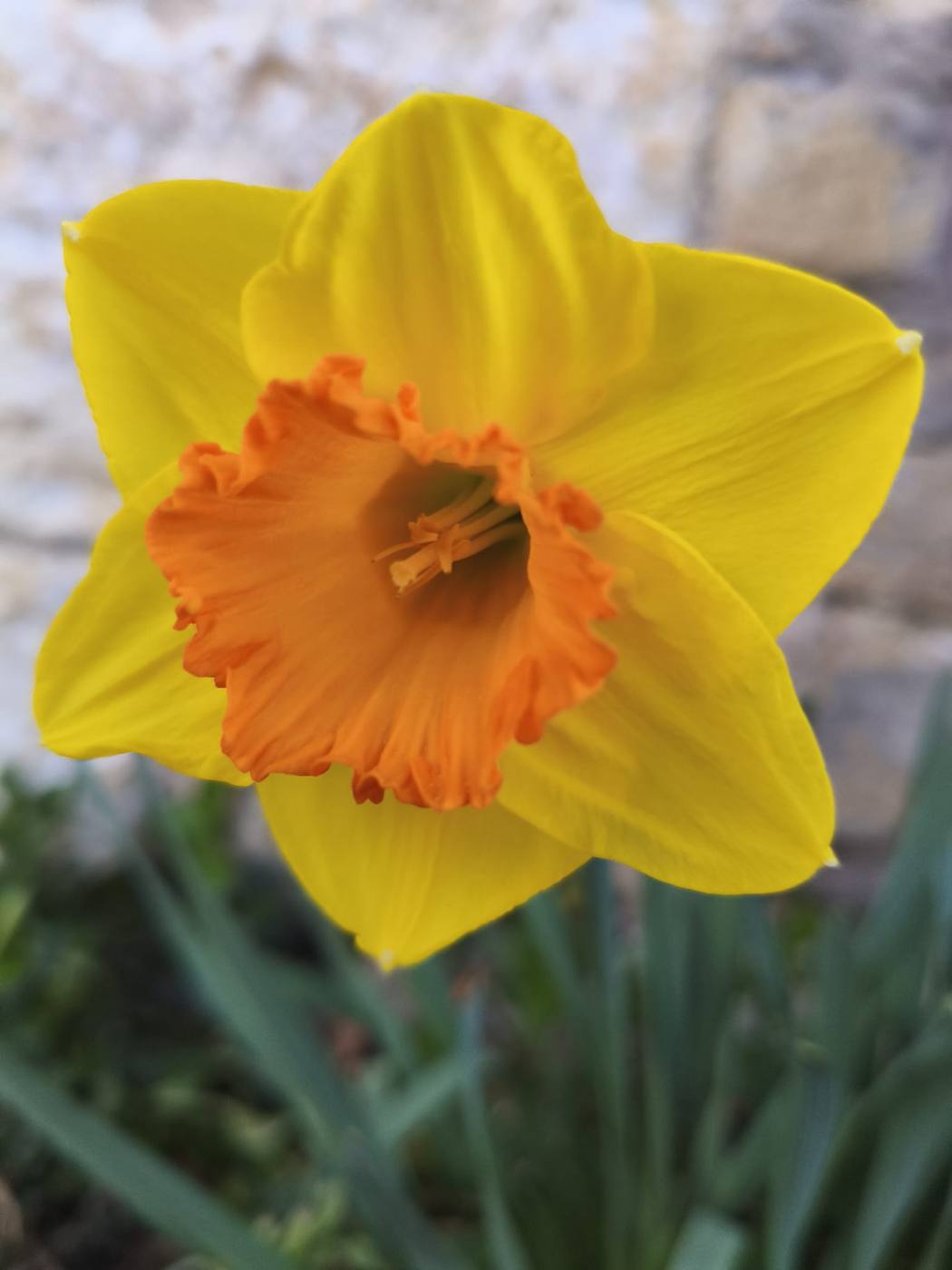 Narciso de corona naranja en el jardín de la casa rural TTipiaenea (Ariz, Navarra)