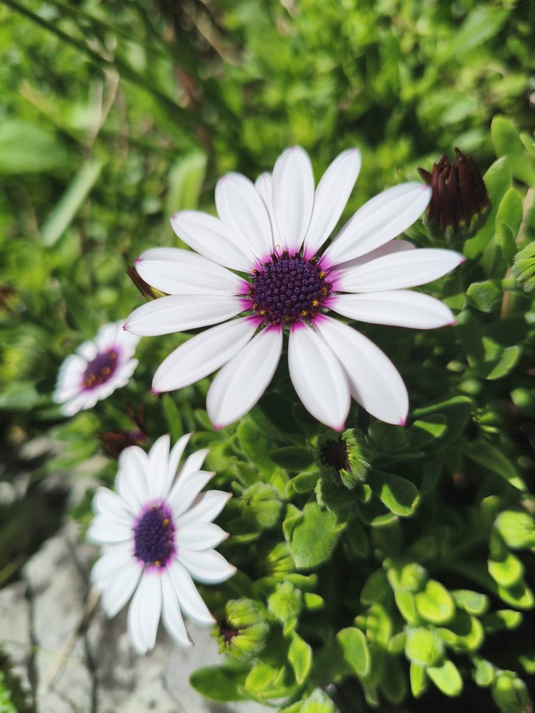 Dimorfoteca blanca en el jardín de la casa rural TTipiaenea (Ariz, Navarra)