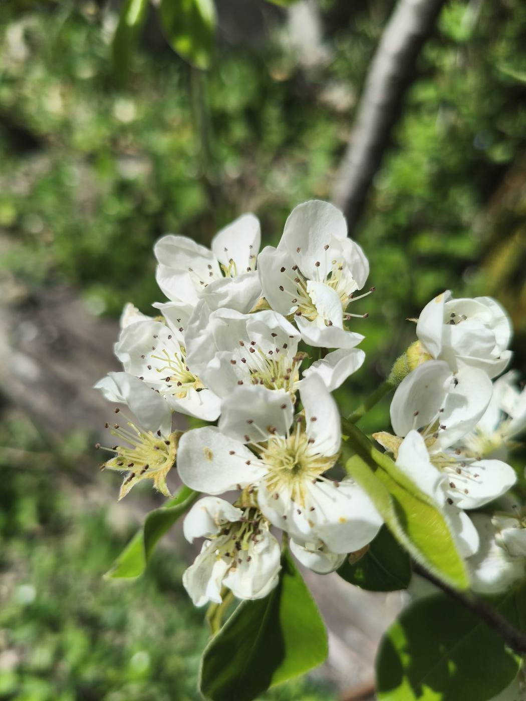Peral en flor en el jardín de la casa rural TTipiaenea (Ariz, Navarra)