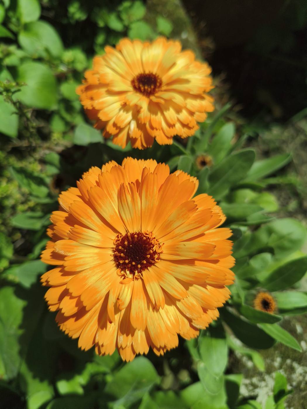 Caléndulas en el jardín de la casa rural TTipiaenea (Ariz, Navarra)