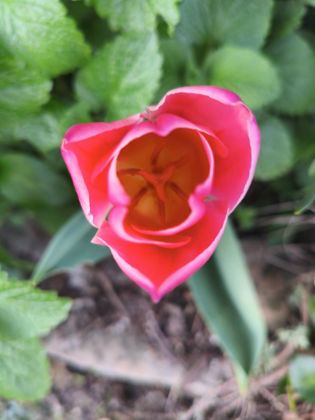 Tulipán en el jardín de la casa rural TTipiaenea (Ariz, Navarra)
