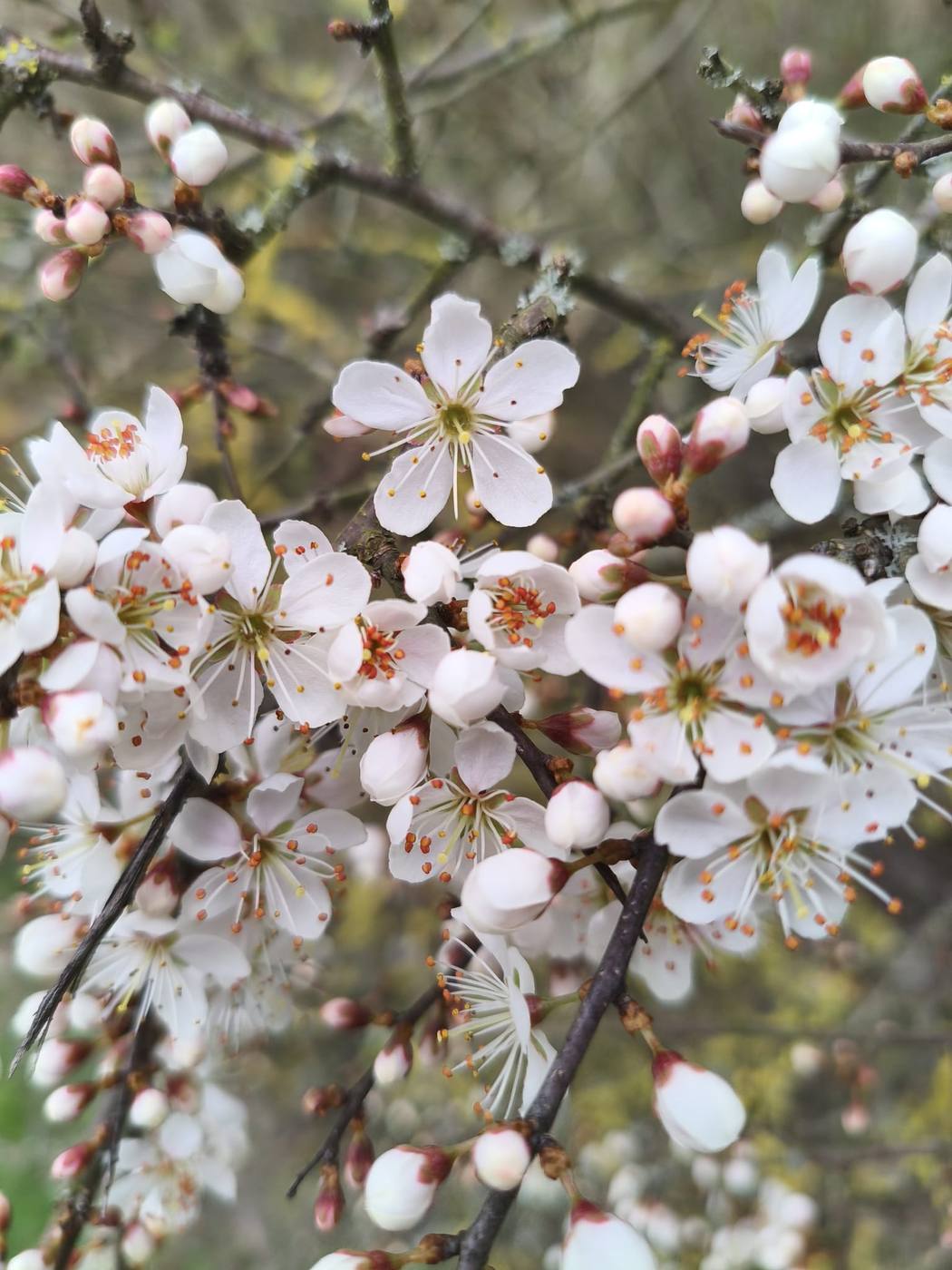Ciruelo en flor en el jardín de la casa rural TTipiaenea (Ariz, Navarra)