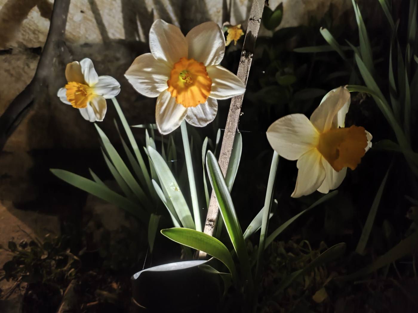 Narcisos en el jardín de la casa rural TTipiaenea (Ariz, Navarra)
