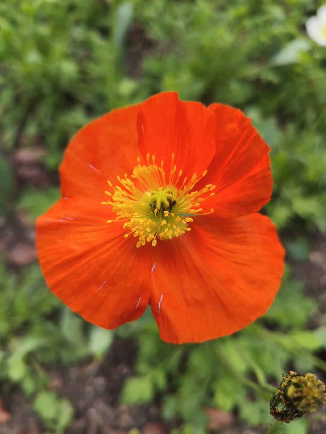 Amapola en el jardín de la casa rural TTipiaenea (Ariz, Navarra)