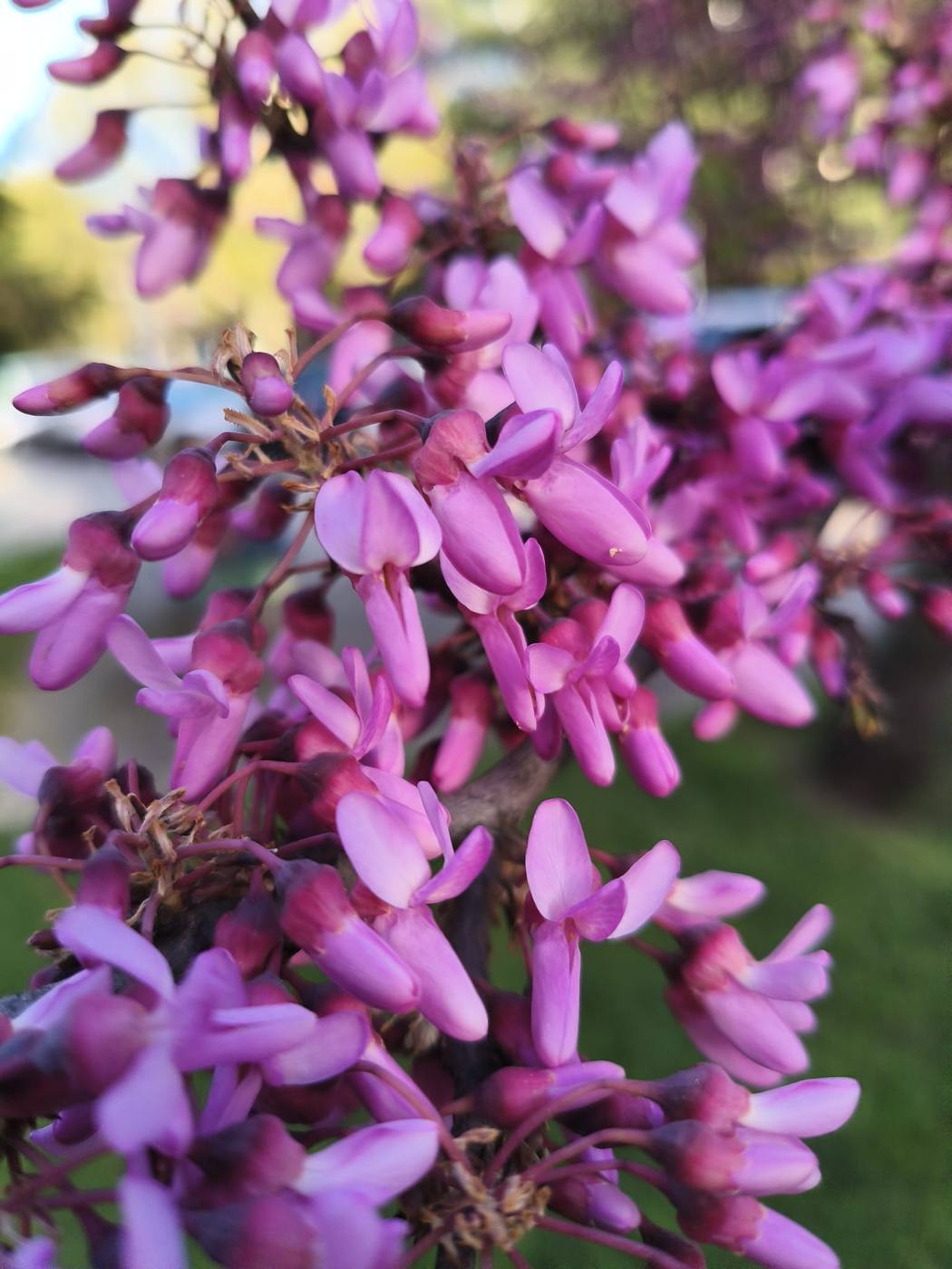 Árbol del amor en el jardín de la casa rural TTipiaenea (Ariz, Navarra)