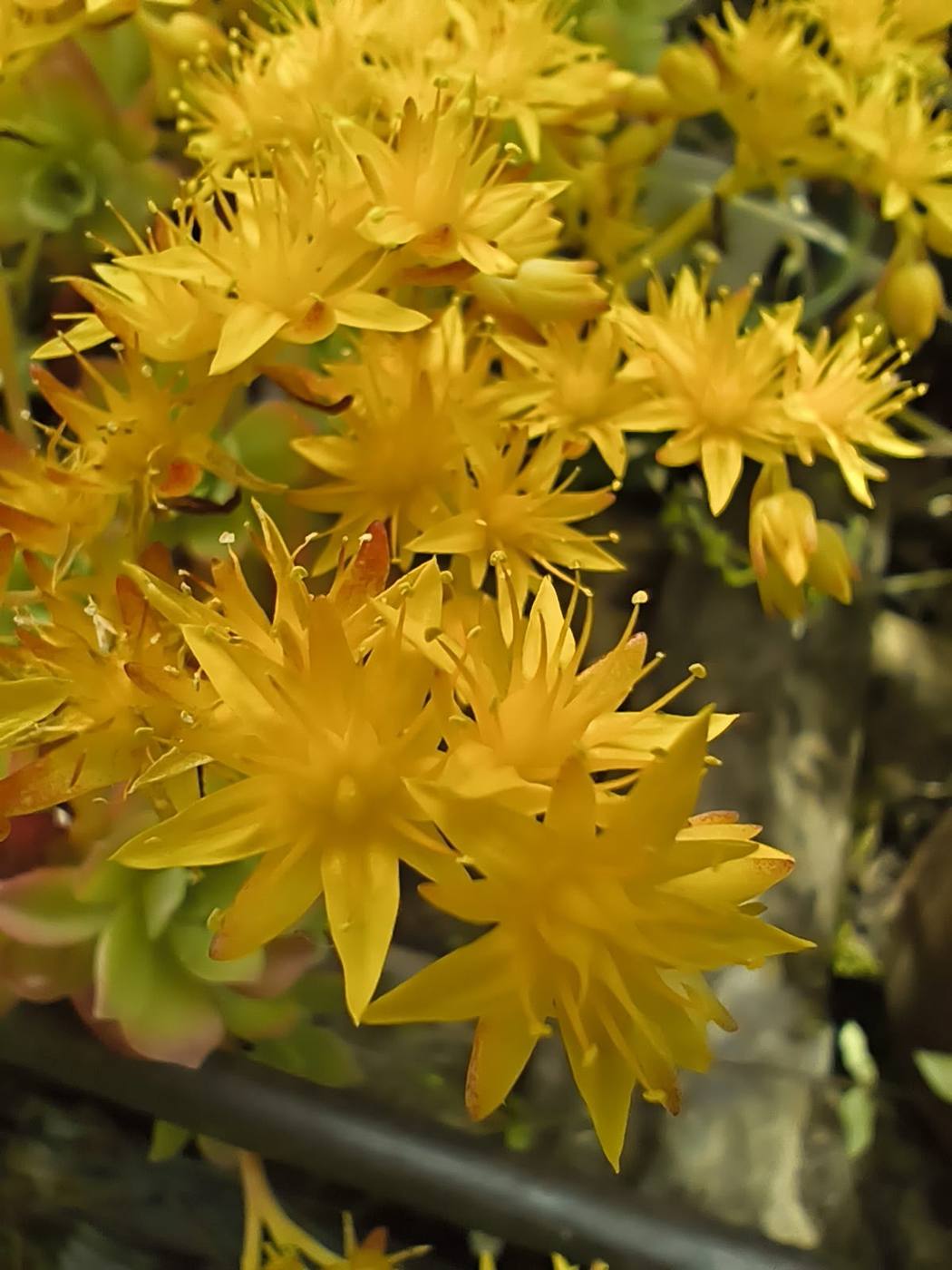 Sedum en el jardín de la casa rural TTipiaenea (Ariz, Navarra)