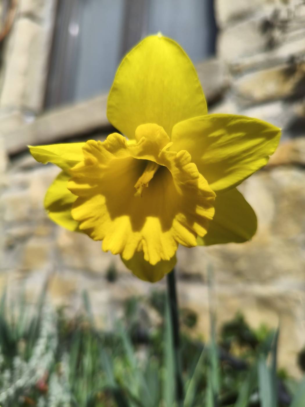 Narciso en el jardín de la casa rural TTipiaenea (Ariz, Navarra)
