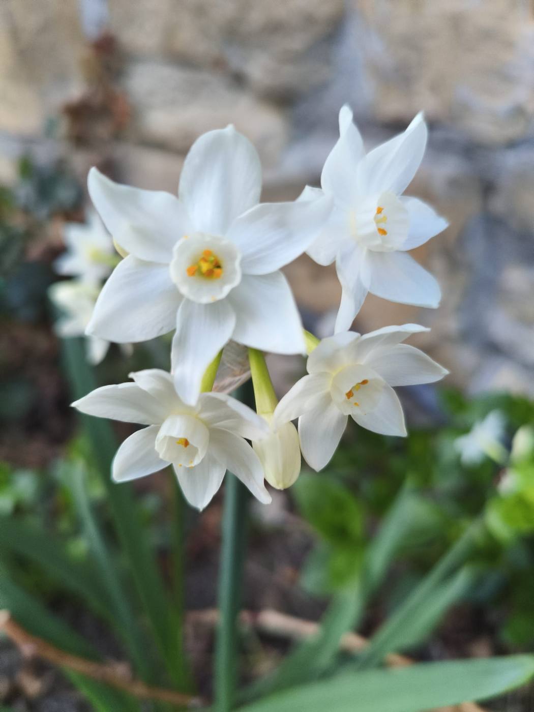 Narcisos blancos en el jardín de la casa rural TTipiaenea (Ariz, Navarra)