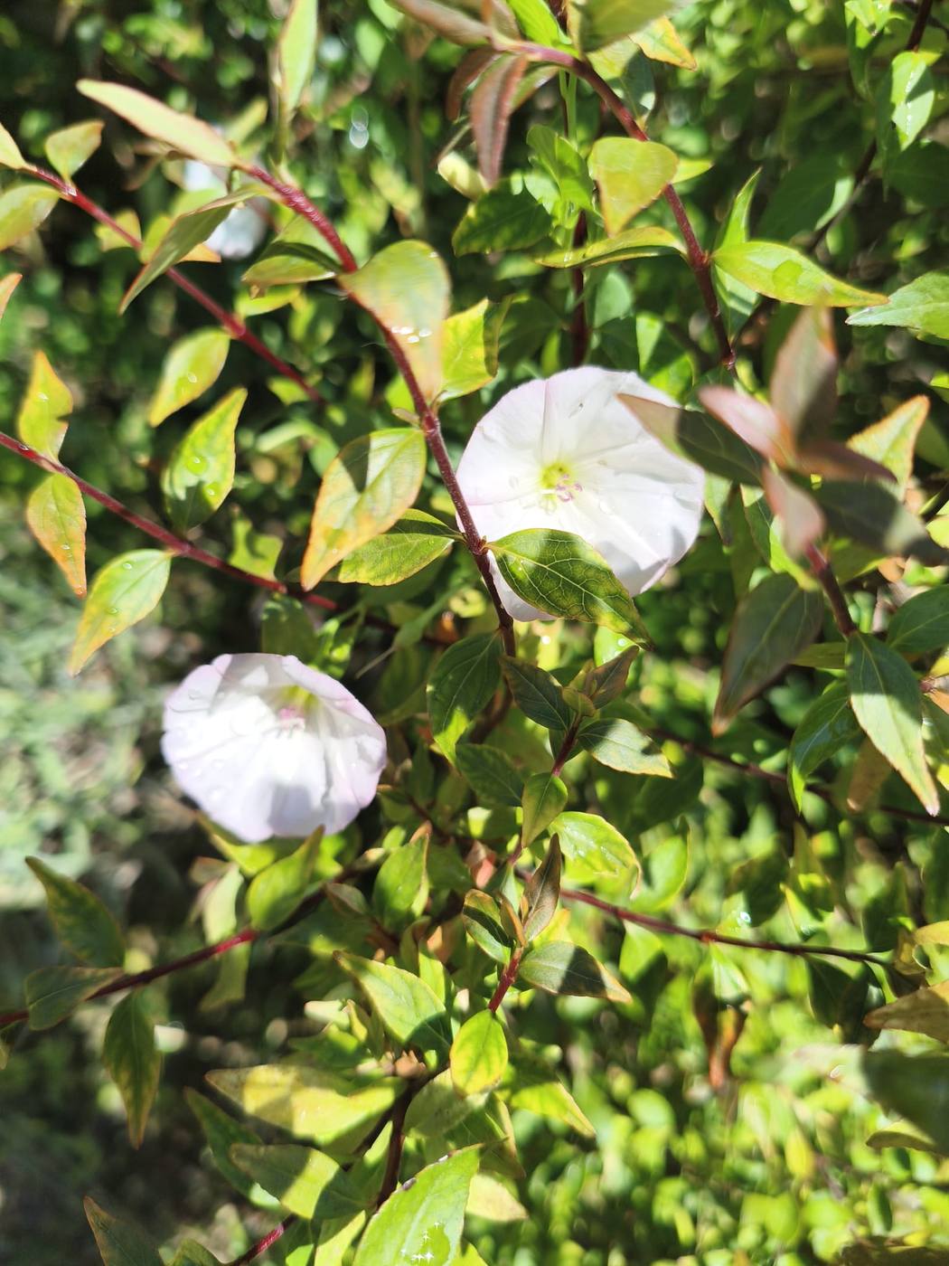 Correhuela en el jardín de la casa rural TTipiaenea (Ariz, Navarra)