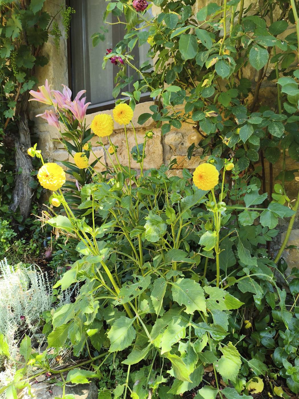 Dalia amarilla en el jardín de la casa rural TTipiaenea (Ariz, Navarra)
