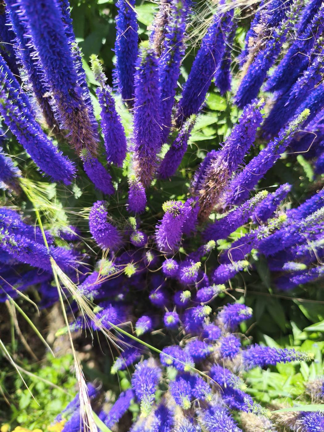 Salvia en el jardín de la casa rural TTipiaenea (Ariz, Navarra)
