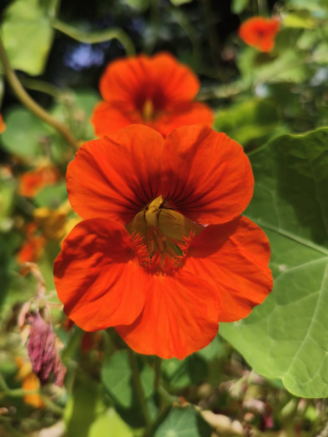 Capuchina en el jardín de la casa rural TTipiaenea (Ariz, Navarra)