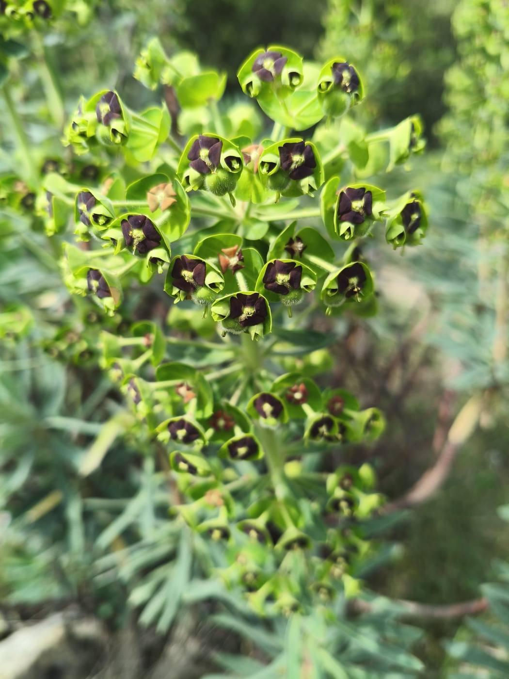 Euphorbia (lechetrezna) en los prados de alrededor de la casa rural TTipiaenea (Ariz, Navarra)