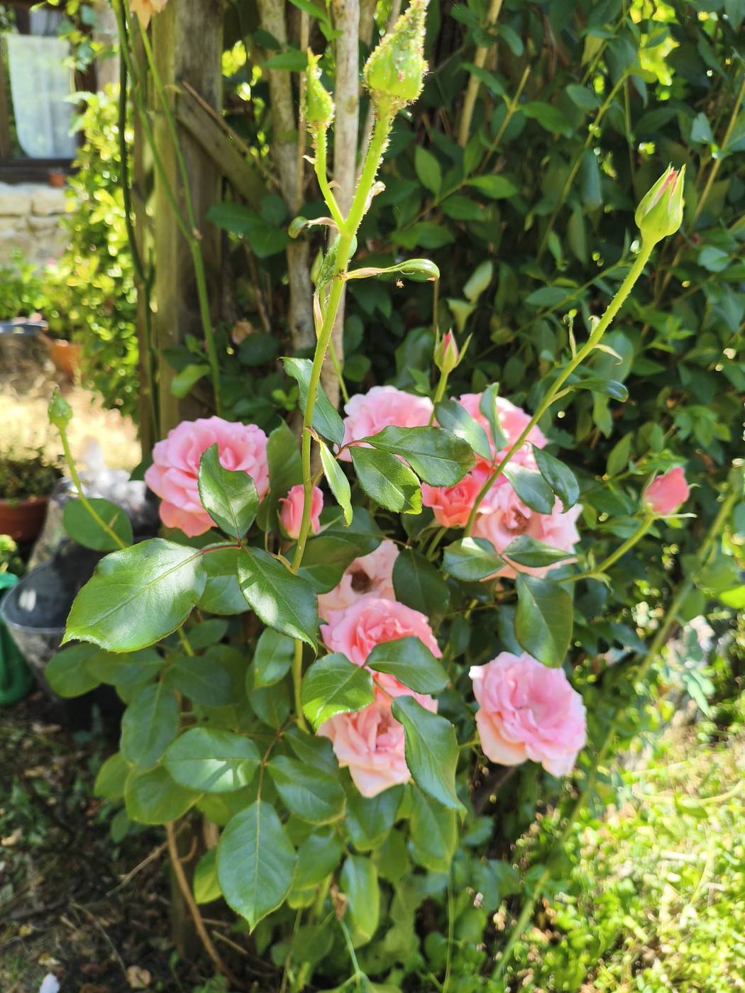 Rosal rosa en el jardín de la casa rural TTipiaenea (Ariz, Navarra)