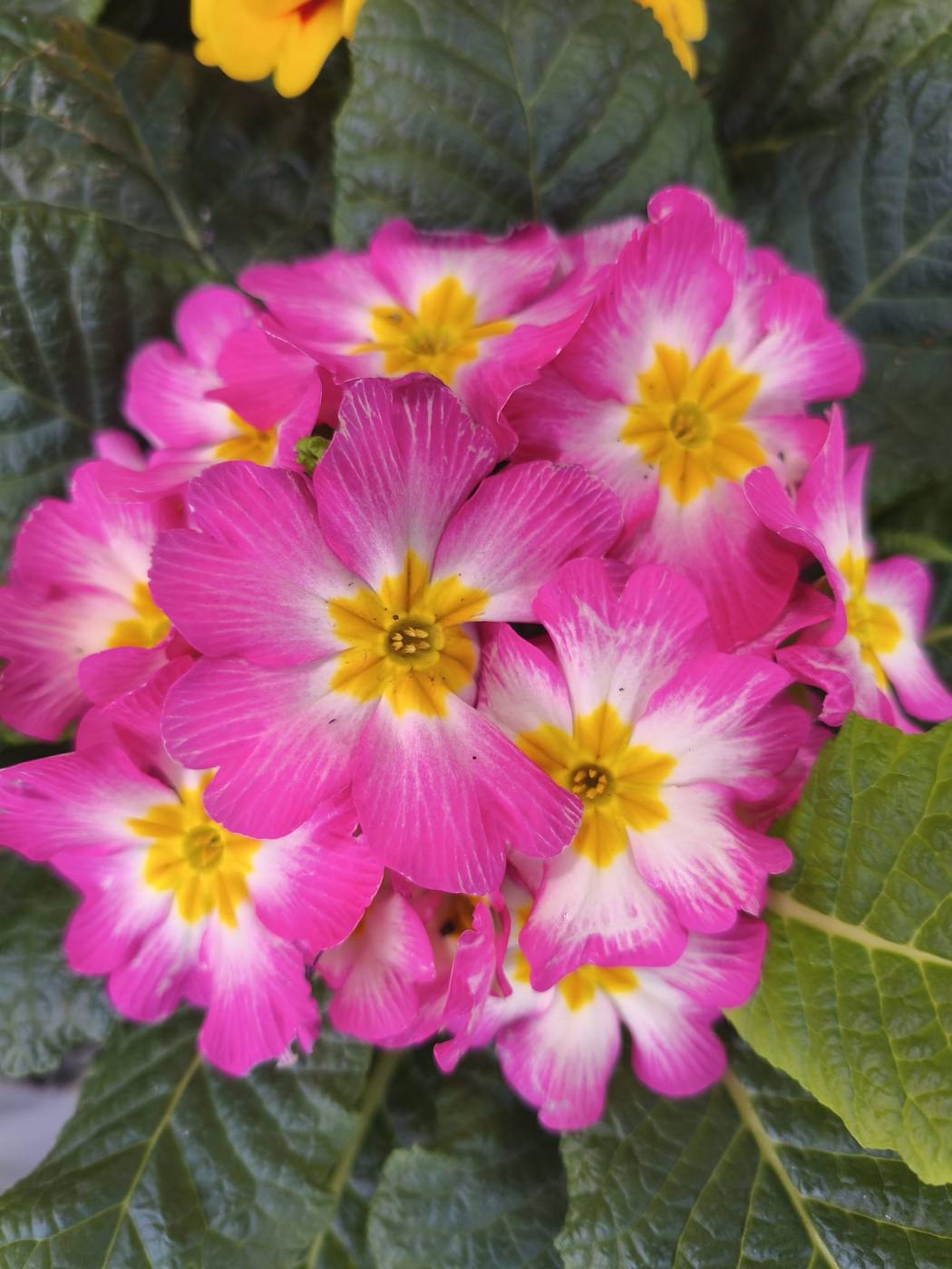 Primaveras en el jardín de la casa rural TTipiaenea (Ariz, Navarra)