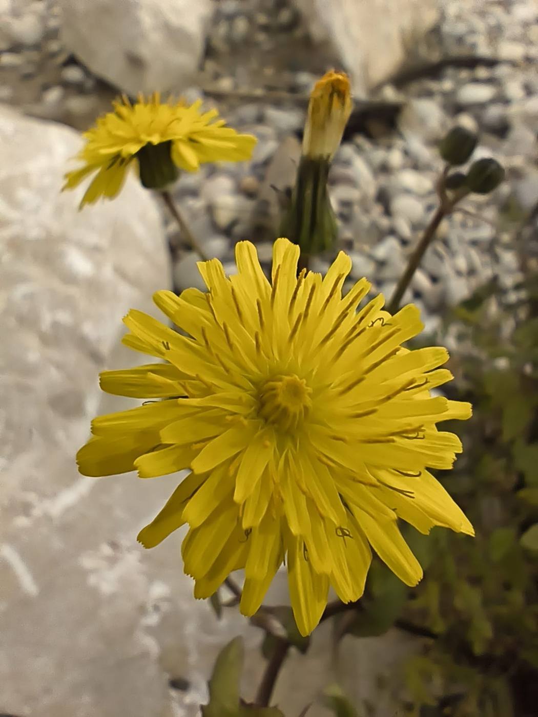 Diente de león en el jardín de la casa rural TTipiaenea (Ariz, Navarra)