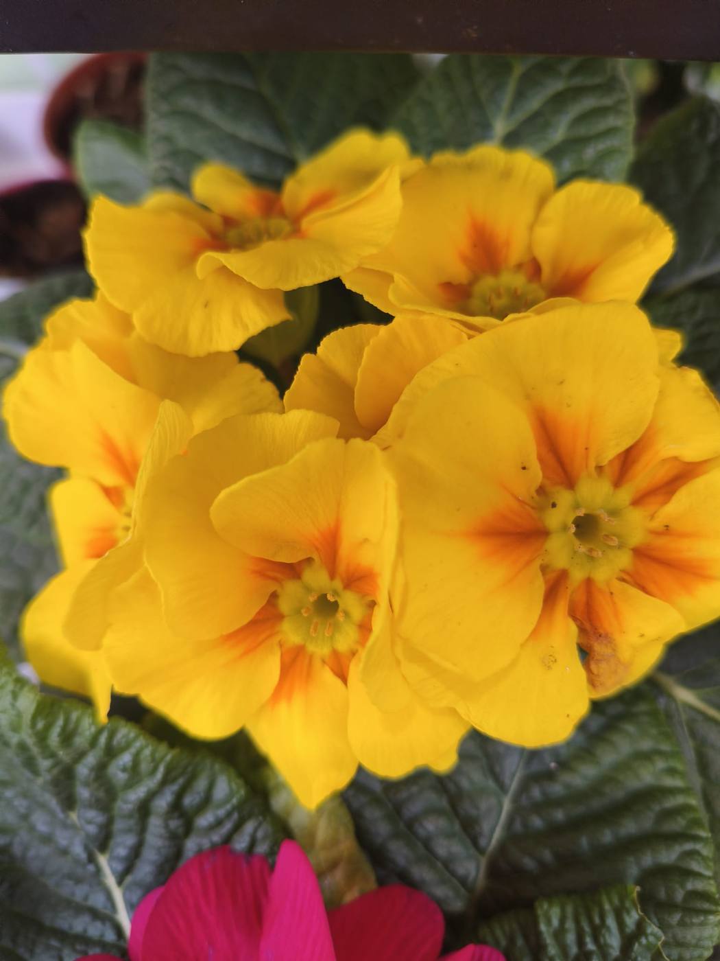 Primaveras amarillas en el jardín de la casa rural TTipiaenea (Ariz, Navarra)