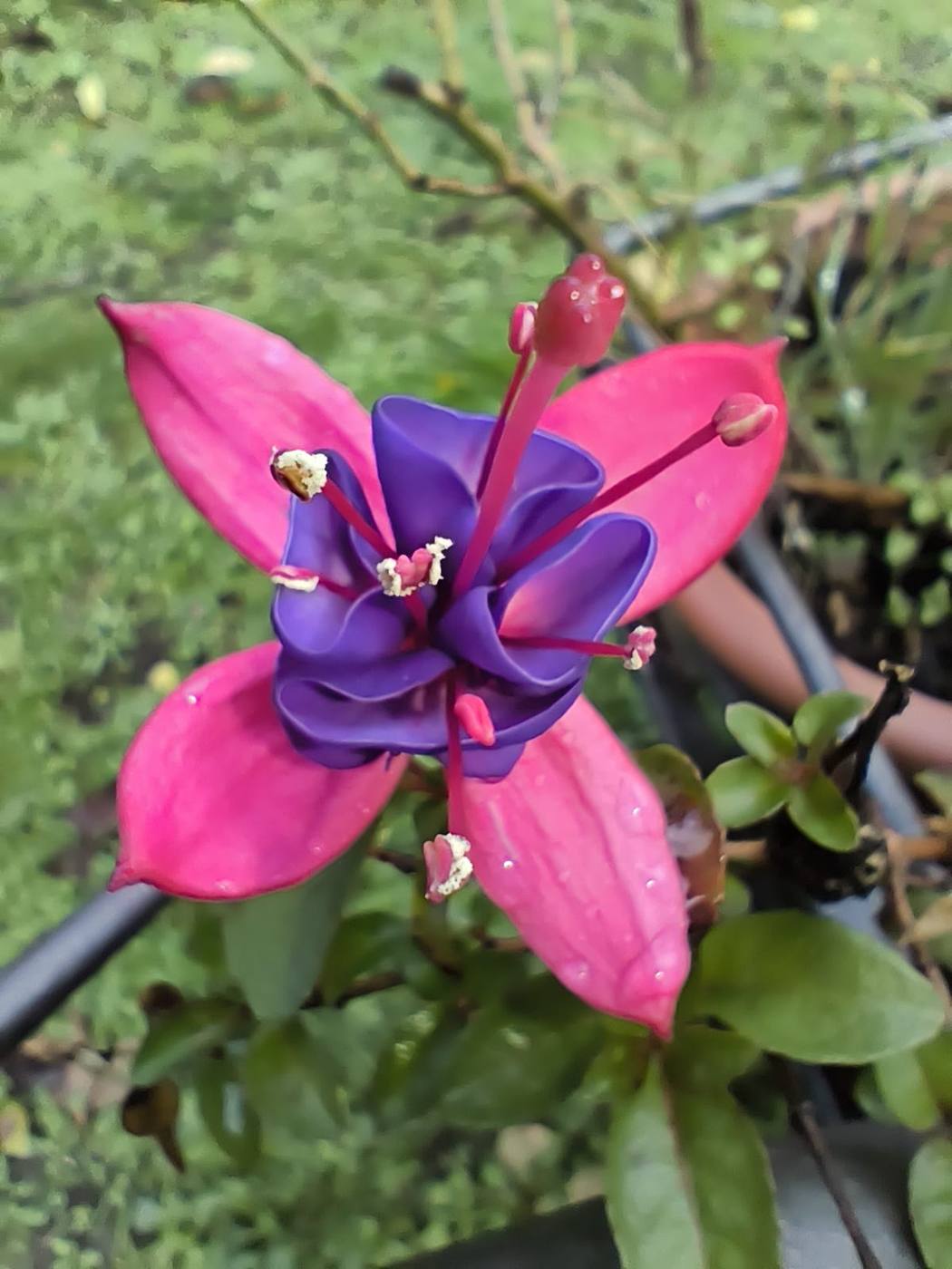 Fucsia en el jardín de la casa rural TTipiaenea (Ariz, Navarra)