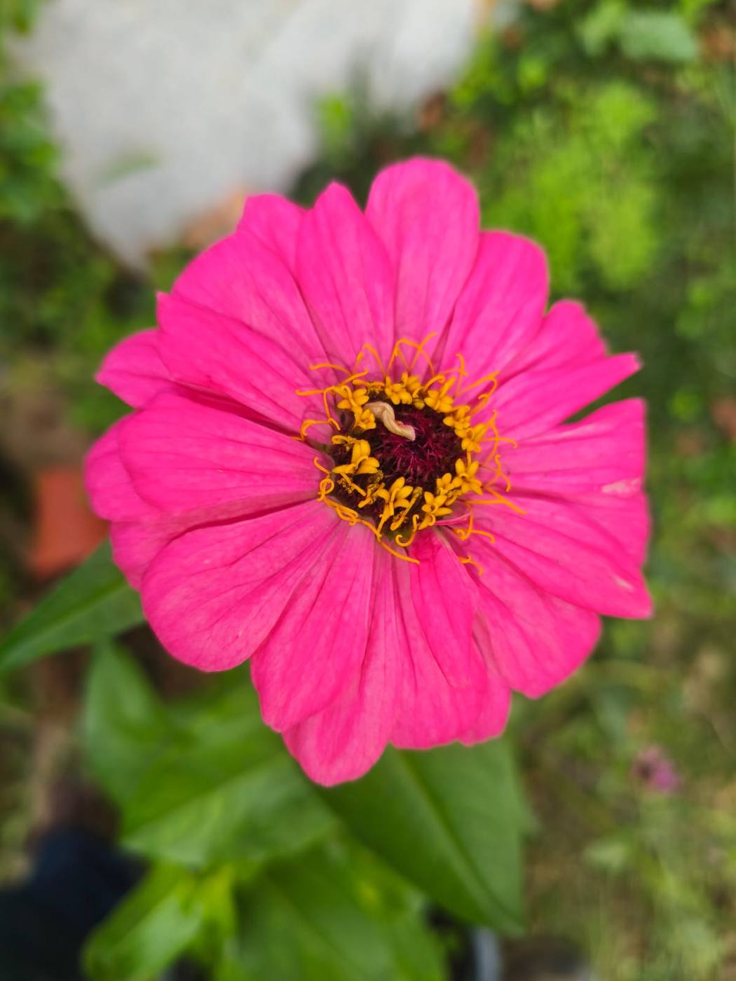 Zinnia en el jardín de la casa rural TTipiaenea (Ariz, Navarra)