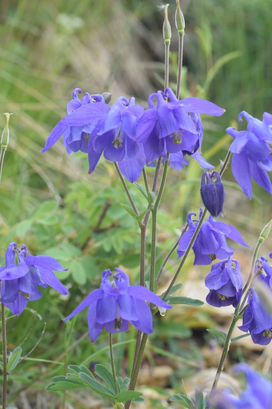 Aguileña en el jardín de la casa rural TTipiaenea (Ariz, Navarra)