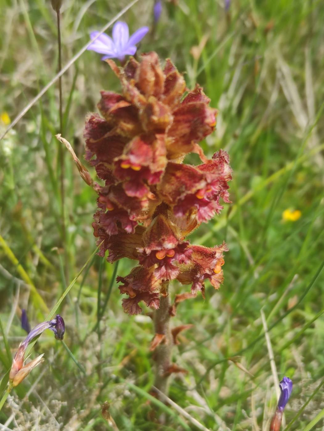Jopo (Orobanche) en los prados de alrededor de la casa rural TTipiaenea (Ariz, Navarra)