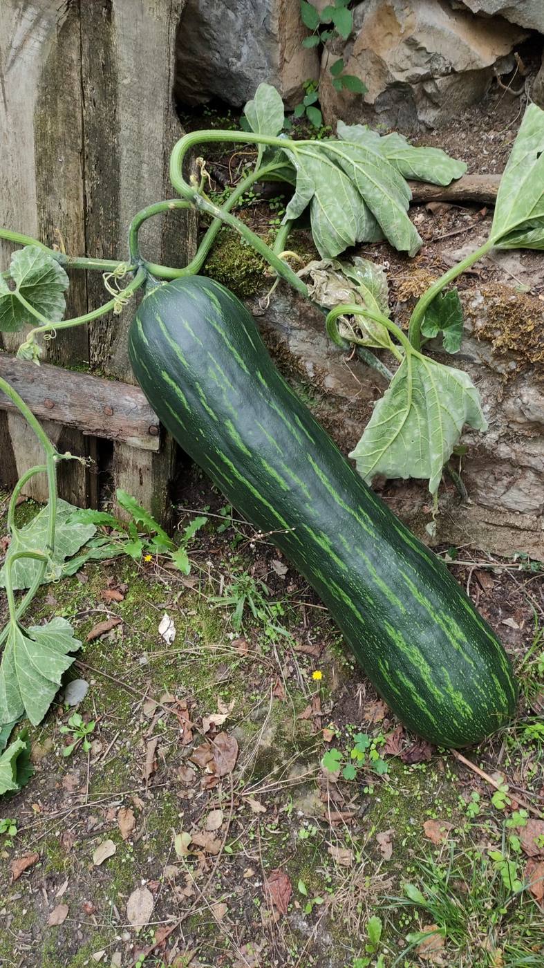 Calabaza alargada de la huerta de la casa rural TTipiaenea