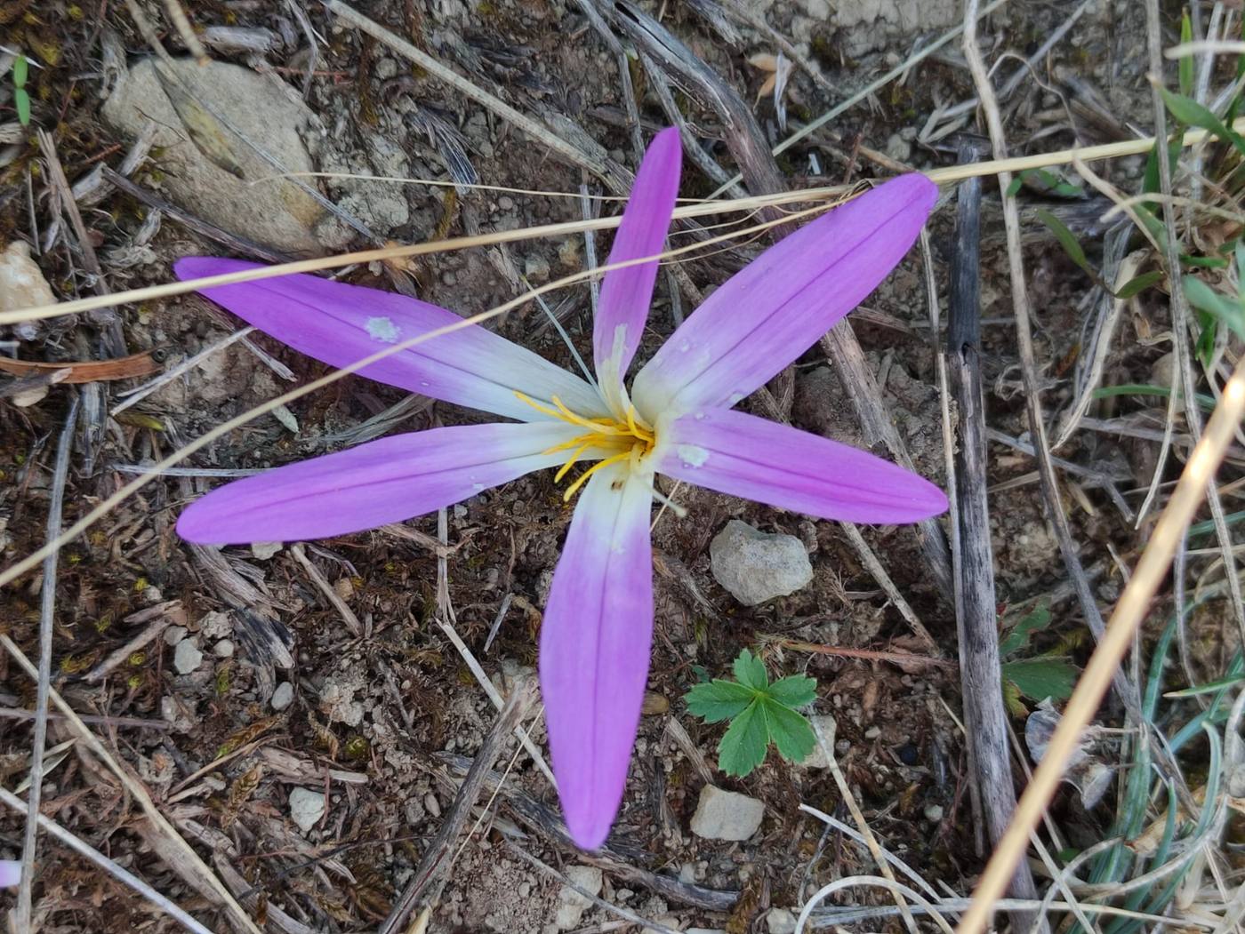 Quitameriendas (Merendera) en el jardín de la casa rural TTipiaenea (Ariz, Navarra)
