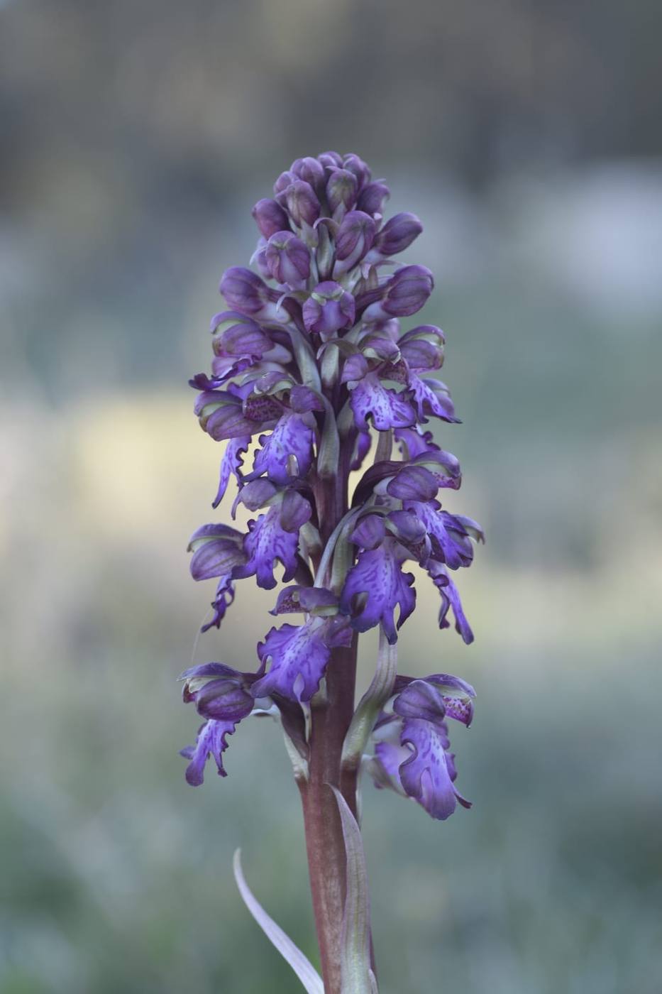 Orquídea silvestre en los prados de alrededor de la casa rural TTipiaenea (Ariz, Navarra)