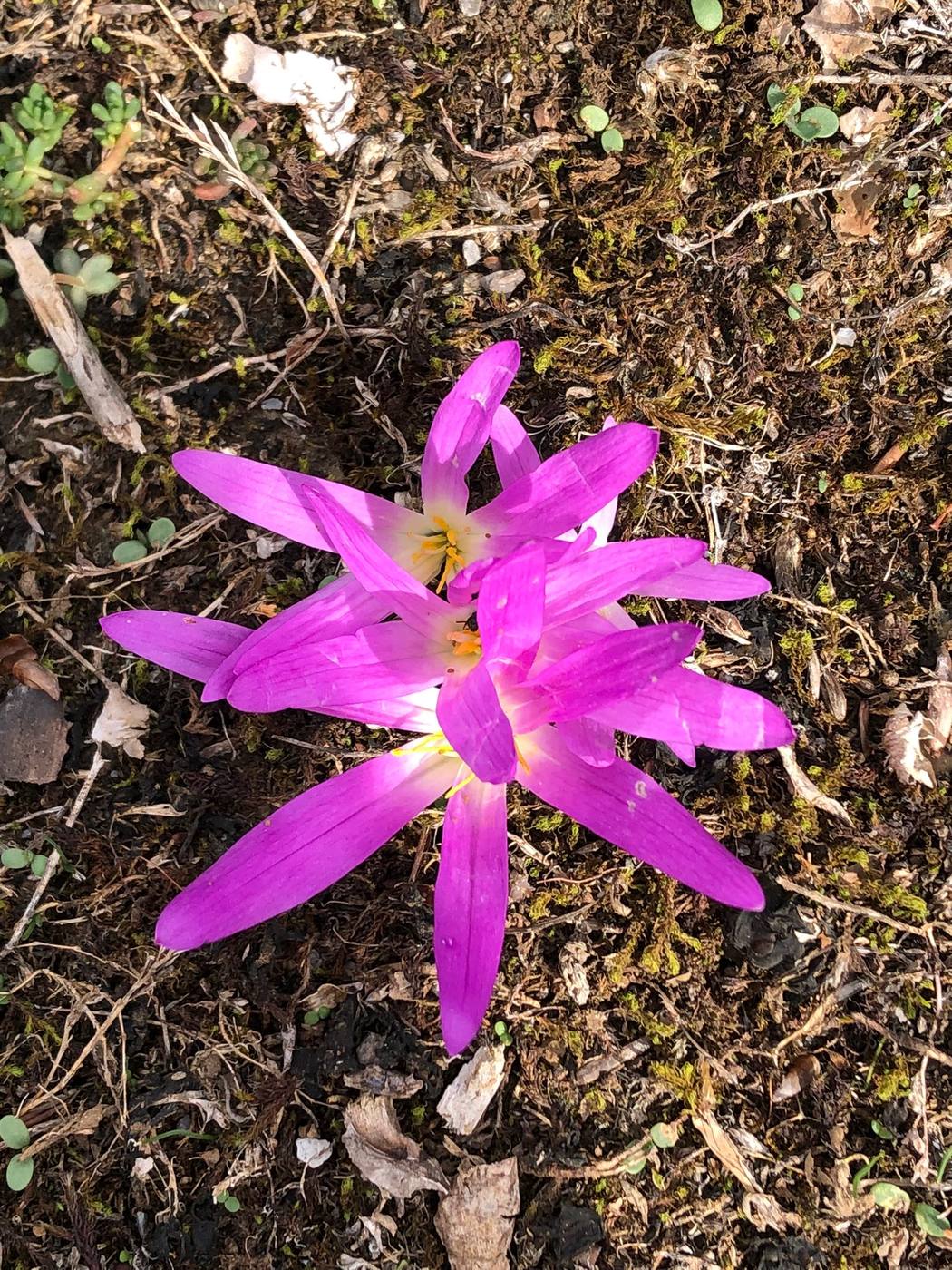 Quitameriendas (Merendera) en el jardín de la casa rural TTipiaenea (Ariz, Navarra)